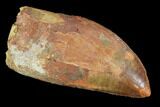Serrated, Carcharodontosaurus Tooth - Robust Tooth #99809-1